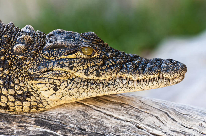 头,无人,闭眼,横图,室外,特写,白天,正面,美景,植物,鳄鱼,野生动物,非洲,南非,阴影,光线,爬行动物,影子,景观,枝条,树,树木,树枝,一只,绿色,阳光,自然,动物,趴着,景色,生长,成长,自然风光,凶猛,美洲鳄,阿非利加洲,南非共和国,西开普省,虬枝,枝杈,残暴,凶残,头部,闭眼睛,闭着眼,闭着眼睛,趴,半身,彩图,奥茨胡恩