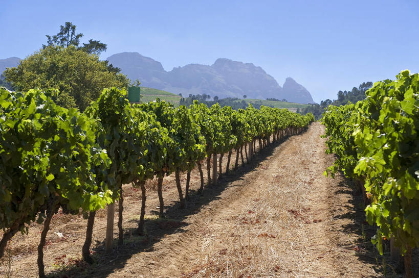 无人,果园,横图,室外,白天,正面,旅游,度假,美景,山,山脉,田园,植物,叶子,非洲,南非,一排,阴影,整齐,并列,并排,光线,纹理,影子,景观,泥土,山峰,土壤,绿叶,山峦,首都,娱乐,葡萄园,架子,排列,蓝色,绿色,蓝天,天空,阳光,自然,庄园,群山,天,享受,休闲,嫩叶,景色,放松,晴朗,支撑,固定,队列,自然风光,平行,葡萄架,万里无云,肌理,开普敦,省会,阿非利加洲,立法首都,南非共和国,西开普省,斯泰伦博斯,叶,叶片,叶脉,晴空,晴空万里,彩图