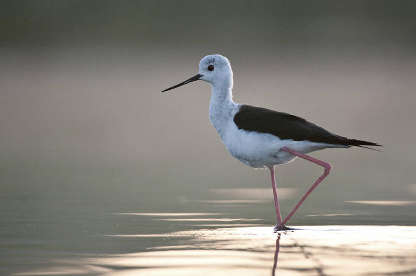 无人,站,横图,室外,白天,侧面,旅游,度假,河流,美景,水,鸟,法国,欧洲,阴影,波纹,朦胧,模糊,光线,反嘴鹬,鸟类,影子,河水,景观,水流,注视,娱乐,一只,倒影,水纹,阳光,自然,波浪,观察,看,站着,享受,休闲,景色,放松,观看,察看,倒映,布列塔尼,西欧,关注,法兰西,自然风光,法兰西共和国,法兰西第五共和国,布列塔尼半岛,鸻,反照,黑翅长脚鹬,站立,彩图,全身,红腿娘子,反嘴鸻