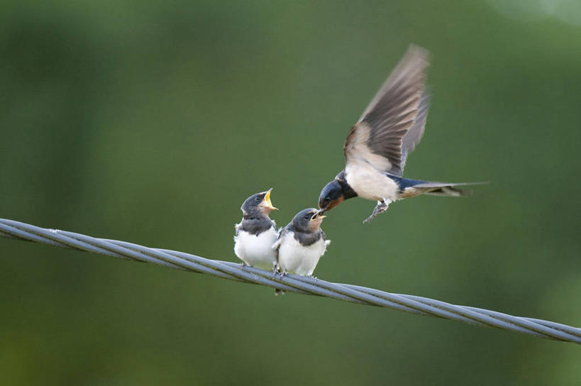 无人,站,横图,室外,白天,正面,旅游,度假,美景,植物,鸟,燕子,法国,欧洲,三只,飞翔,伸展,张开,展翅,阴影,朦胧,模糊,飞行,光线,翅膀,鸟类,影子,景观,翱翔,娱乐,飞,树,树木,绿色,阳光,自然,绳子,站着,享受,休闲,景色,放松,可爱,活泼,生长,成长,绳索,布列塔尼,西欧,法兰西,自然风光,缆绳,张开翅膀,法兰西共和国,法兰西第五共和国,家燕,拙燕,布列塔尼半岛,展开翅膀,站立,彩图,全身,益鸟