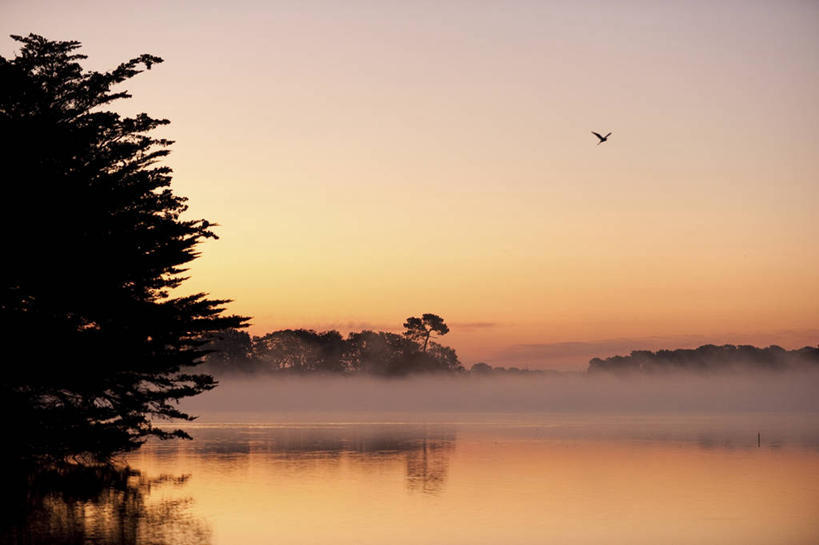 无人,横图,室外,白天,仰视,旅游,度假,河流,美景,日落,水,植物,雾,鸟,法国,欧洲,飞翔,伸展,张开,展翅,朦胧,模糊,飞行,翅膀,鸟类,河水,景观,水流,晚霞,霞光,落日,背光,翱翔,娱乐,飞,树,树木,一只,绿色,倒影,自然,黄昏,享受,休闲,景色,彩霞,放松,生长,成长,迷雾,倒映,布列塔尼,西欧,法兰西,自然风光,逆光,张开翅膀,法兰西共和国,法兰西第五共和国,夕照,反照,薄暮,展开翅膀,布列塔尼地区,莫尔比昂省,大雾,夕阳,彩图,低角度拍摄,全身,傍晚,瓦讷区,斜阳,努瓦阿洛