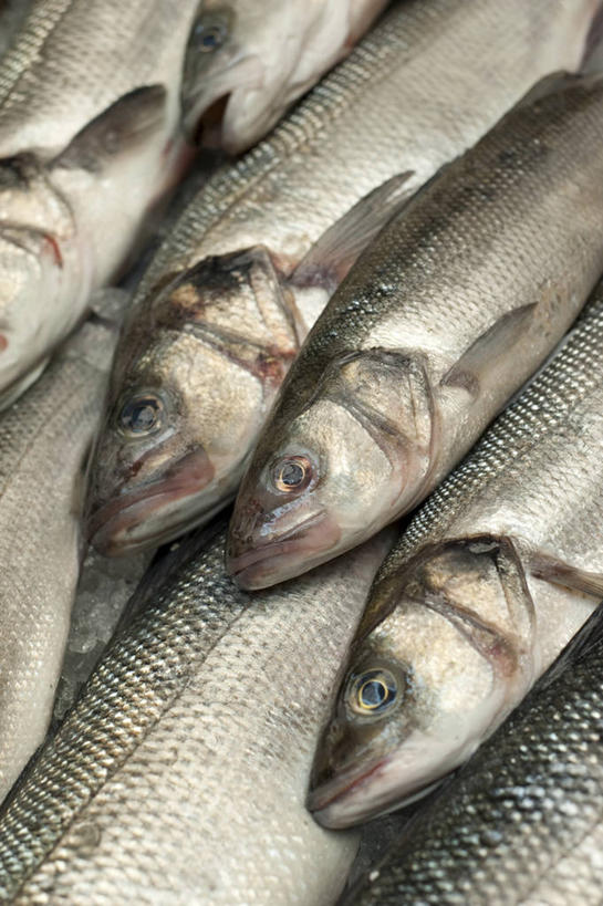 无人,竖图,俯视,室外,特写,白天,法国,欧洲,一排,许多,阴影,整齐,并列,并排,光线,鱼,影子,很多,鱼类,排列,阳光,布列塔尼,西欧,队列,法兰西,平行,法兰西共和国,法兰西第五共和国,布列塔尼地区,莫尔比昂省,半身,彩图,高角度拍摄,瓦讷区