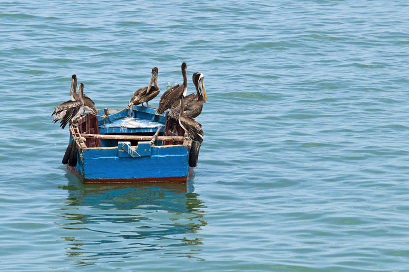 无人,站,横图,俯视,室外,白天,旅游,度假,河流,美景,水,船,鸟,秘鲁,一艘,许多,阴影,波纹,飞溅,溅,光线,鸟类,水鸟,液体,影子,河水,景观,水滴,水流,木船,很多,注视,娱乐,水珠,蓝色,水纹,阳光,自然,船尾波,交通工具,波浪,观察,看,站着,享受,休闲,景色,南美,放松,观看,察看,南美洲,舟,拉丁美洲,关注,喷洒,自然风光,载具,美洲,鹈鹕,塘鹅,秘鲁共和国,亚美利加洲,南亚美利加洲,玉米之仓,站立,彩图,高角度拍摄,全身,皮乌拉,皮乌拉省