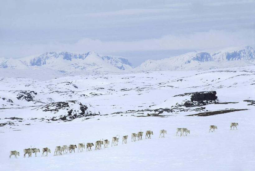 无人,走,横图,俯视,室外,白天,旅游,度假,幸福,美景,山,雪,雪山,大雪,哺乳动物,鹿,野生动物,挪威,欧洲,一排,许多,阴影,整齐,光线,影子,冰,积雪,景观,山峰,雪景,云,云朵,冬季,冬天,山峦,很多,云彩,注视,娱乐,排列,白云,阳光,自然,动物,观察,看,享受,休闲,景色,放松,寒冷,可爱,活泼,观看,吉祥,察看,冰冷,斯堪的纳维亚,队列,关注,自然风光,北欧,斯堪的那维亚,斯堪的那维亚半岛,斯堪的纳维亚半岛,进取,角鹿,严寒,冰凉,酷寒,凛冽,凛凛,极冷,挪威王国,芬马克,芬马克郡,驯鹿,步行,散步,走路,彩图,高角度拍摄,全身