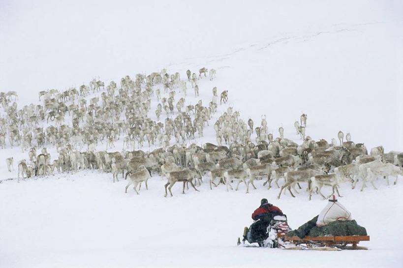 西方人,一个人,站,坐,横图,俯视,室外,白天,旅游,度假,幸福,美景,雪,大雪,哺乳动物,鹿,野生动物,帽子,挪威,欧洲,欧洲人,仅一个男性,仅一个人,许多,行人,游客,游人,阴影,服装,光线,影子,积雪,景观,雪景,冬季,冬天,很多,注视,娱乐,路人,旅客,车,仅一个年轻男性,衣服,阳光,自然,动物,交通工具,观察,看,站着,享受,休闲,温暖,景色,放松,寒冷,可爱,服饰,活泼,观看,保暖,雪橇,吉祥,察看,御寒,斯堪的纳维亚,关注,自然风光,载具,北欧,斯堪的那维亚,斯堪的那维亚半岛,斯堪的纳维亚半岛,雪橇车,滑雪服,进取,角鹿,棉帽,严寒,挪威王国,过客,芬马克,芬马克郡,竞技服,旅游服,冬装,男人,男性,年轻男性,白种人,驯鹿,站立,坐着,彩图,高角度拍摄,全身