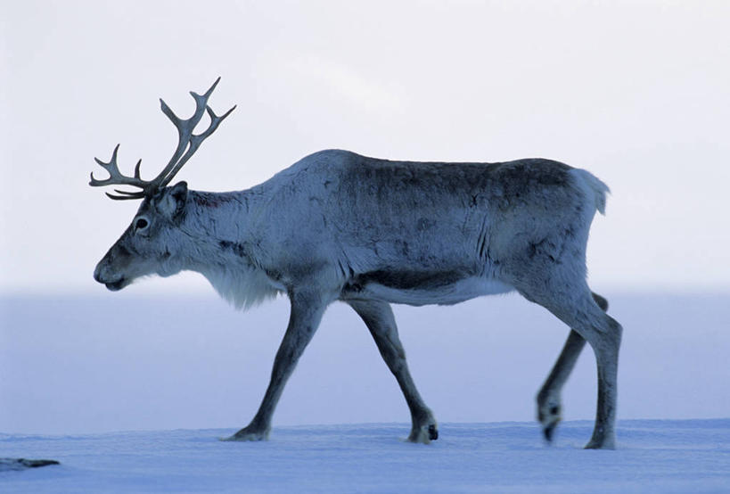 无人,站,横图,室外,白天,侧面,旅游,度假,幸福,美景,雪,大雪,哺乳动物,鹿,野生动物,挪威,欧洲,阴影,朦胧,模糊,光线,影子,积雪,景观,雪景,冬季,冬天,娱乐,一只,天空,阳光,自然,动物,天,站着,享受,休闲,景色,放松,寒冷,可爱,活泼,吉祥,斯堪的纳维亚,自然风光,北欧,斯堪的那维亚,斯堪的那维亚半岛,斯堪的纳维亚半岛,进取,角鹿,严寒,挪威王国,芬马克,芬马克郡,驯鹿,站立,彩图,全身,凯于图凯努