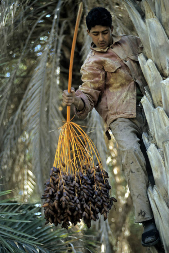 西方人,一个人,站,竖图,室外,白天,仰视,植物,棕榈树,水果,叶子,欧洲,欧洲人,仅一个男性,仅一个人,一堆,许多,握,阴影,堆叠,堆积,服装,新鲜,光线,影子,生食,食品,果实,绿叶,很多,扭头,注视,休闲装,树,树木,食物,仅一个年轻男性,衣服,绿色,阳光,自然,低头,观察,看,站着,转头,休闲,休闲服,嫩叶,握着,服饰,有机食品,绿色食品,生长,成长,观看,堆,察看,关注,棕榈叶,海枣树,垂头,波斯枣,番枣,海枣,伊拉克枣,男人,男性,年轻男性,白种人,叶,叶片,棕树,棕榈,站立,半身,彩图,低角度拍摄,仙枣,枣椰