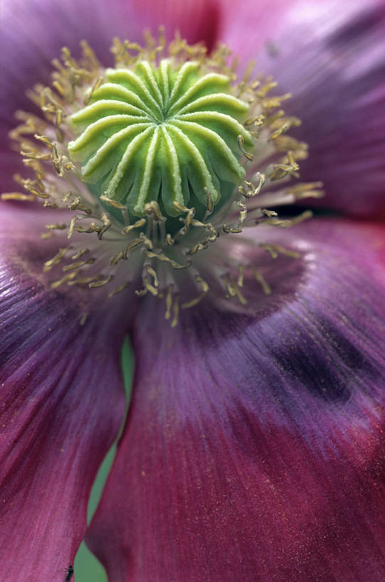 无人,竖图,俯视,室外,特写,白天,微距,美景,植物,罂粟,阴影,盛开,光线,影子,景观,草药,花蕾,中药,花,花瓣,花朵,鲜花,一朵,粉色,阳光,自然,花苞,花蕊,景色,毒品,自然风光,药材,中草药,中药材,本草,止痛,镇静,安眠,罂粟花,米囊花,彩图,高角度拍摄,微距摄影,东方罂粟,鬼罂粟