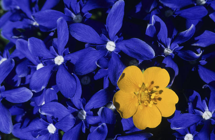 无人,横图,室外,特写,白天,正面,美景,许多,阴影,盛开,光线,影子,景观,很多,花蕾,花,花瓣,花朵,鲜花,黄色,紫色,阳光,自然,花苞,花蕊,景色,龙胆,龙胆花,自然风光,彩图,地胆头,苦地胆,三花龙胆