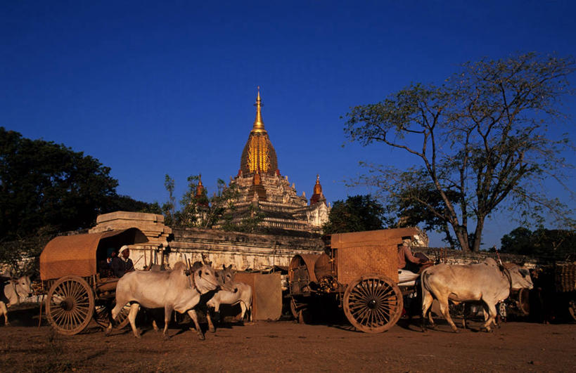 无人,寺庙,站,横图,室外,白天,侧面,度假,美景,植物,城市风光,城市,道路,路,牛,缅甸,亚洲,两辆,阴影,节日,光线,影子,屋顶,景观,小路,交通,燃烧,顶棚,文化,娱乐,牛车,车,树,树木,蓝色,绿色,蓝天,天空,阳光,自然,动物,香火,庙宇,交通工具,天,祈祷,站着,两只,享受,休闲,健康,家畜,景色,放松,许愿,宗教,东南亚,牲畜,信仰,生长,晴朗,成长,纪念,祈求,载具,万里无云,蒲甘,缅甸联邦,平安,晴空,晴空万里,站立,彩图,全身,庙,寺