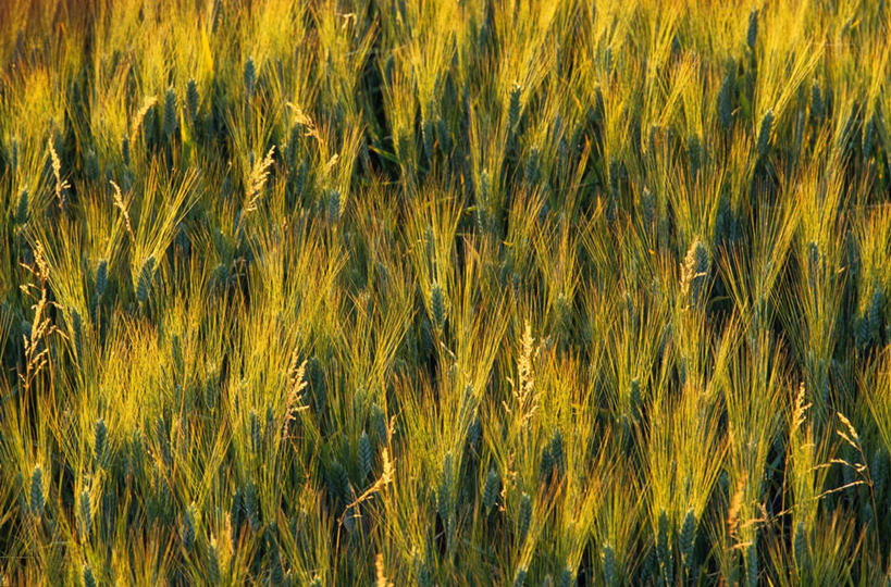 无人,农田,横图,俯视,室外,白天,旅游,度假,农业,庄稼,农作物,草地,草坪,美景,植物,法国,欧洲,阴影,光线,影子,稻田,景观,娱乐,草,黄色,绿色,阳光,自然,享受,休闲,景色,放松,西欧,沃克吕兹省,法兰西,自然风光,法兰西共和国,法兰西第五共和国,普罗旺斯.阿尔卑斯.蓝色海岸,彩图,高角度拍摄,耕地,庄稼田,吕贝隆山区