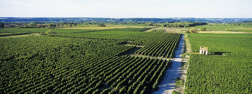 无人,家,果园,横图,全景,俯视,航拍,室外,白天,旅游,度假,美景,天际线,田园,道路,路,法国,欧洲,一排,阴影,整齐,并列,并排,光线,影子,房屋,屋子,景观,小路,交通,娱乐,楼房,葡萄园,住宅,排列,天空,阳光,自然,庄园,天,享受,休闲,景色,放松,西欧,鸟瞰,队列,法兰西,自然风光,平行,法兰西共和国,法兰西第五共和国,卢瓦尔.谢尔省,中央大区,彩图,高角度拍摄,房子