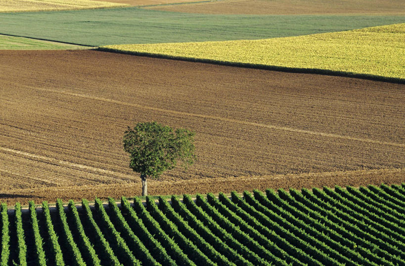 无人,果园,横图,俯视,室外,白天,旅游,度假,草地,草坪,美景,田园,植物,法国,欧洲,一棵,一排,阴影,整齐,并列,并排,光线,影子,景观,娱乐,葡萄园,草,树,树木,排列,绿色,阳光,自然,庄园,享受,休闲,景色,放松,生长,成长,西欧,队列,法兰西,自然风光,平行,法兰西共和国,法兰西第五共和国,胡桃树,谢尔省,中央大区,彩图,高角度拍摄,核桃树