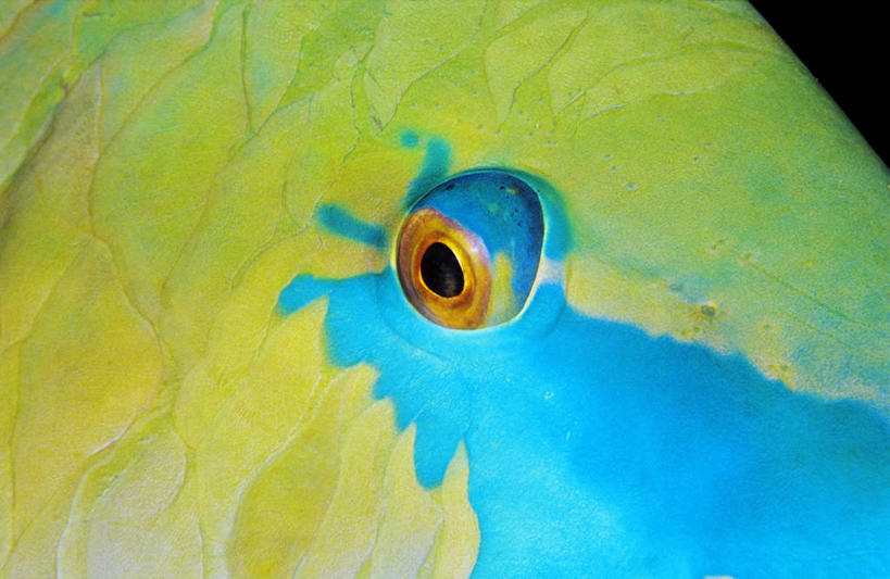 头,无人,横图,室外,特写,白天,正面,海底,水下,海浪,海洋,美景,城市,非洲,埃及,阴影,反射,鱼,影子,景观,浪花,水底,注视,鱼类,海洋生物,一只,蓝色,绿色,自然,海水,观察,看,景色,海底世界,观看,察看,关注,自然风光,水生动物,水生物,海景,海底动物,阿拉伯埃及共和国,金字塔之国,棉花之国,阿非利加洲,红海,红海省,鹦鹉鱼,鹦嘴鱼,头部,大海,风浪,海,海床,海水的波动,近岸浪,涌浪,彩图,鹦哥鱼