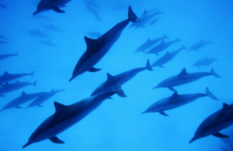 游泳,无人,横图,室外,白天,正面,旅游,度假,海底,水下,海浪,海洋,美景,城市,哺乳动物,海豚,鲸鱼,非洲,埃及,许多,阴影,反射,影子,景观,浪花,水底,很多,娱乐,海洋生物,自然,海水,动物,享受,休闲,景色,放松,海底世界,鲸,自然风光,水生动物,水生物,海景,海底动物,阿拉伯埃及共和国,金字塔之国,棉花之国,泅水,阿非利加洲,红海,红海省,鲸类,拍浮,大海,风浪,海,海床,海水的波动,近岸浪,涌浪,半身,彩图,短吻飞旋原海豚