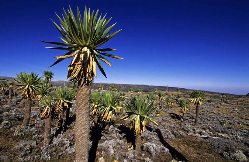 无人,公园,横图,室外,白天,正面,旅游,度假,美景,植物,非洲,埃塞俄比亚,许多,阴影,光线,影子,景观,泥土,土壤,草药,药草,很多,娱乐,中药,树,树木,蓝色,绿色,蓝天,天空,阳光,自然,天,享受,休闲,景色,放松,清热,生长,晴朗,成长,国家公园,自然风光,半边莲,药材,中草药,中药材,本草,万里无云,半边花,止血,解毒,阿非利加洲,埃塞俄比亚联邦民主共和国,利尿,消炎,生肌,消肿,瓜仁草,利水,奥罗米亚州,贝尔山国家公园,晴空,晴空万里,彩图