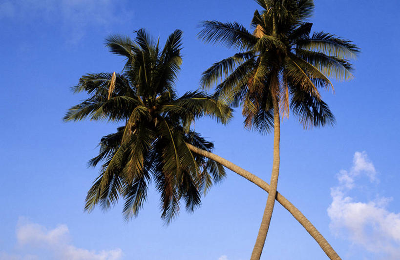 无人,横图,室外,特写,白天,仰视,美景,植物,棕榈树,叶子,泰国,亚洲,两棵,阴影,光线,影子,景观,云,云朵,绿叶,云彩,树,树木,蓝色,绿色,白云,蓝天,天空,阳光,自然,天,嫩叶,景色,东南亚,生长,晴朗,成长,自然风光,棕榈叶,泰王国,泰国湾,叶,叶片,晴空,棕树,棕榈,彩图,低角度拍摄,暹罗湾