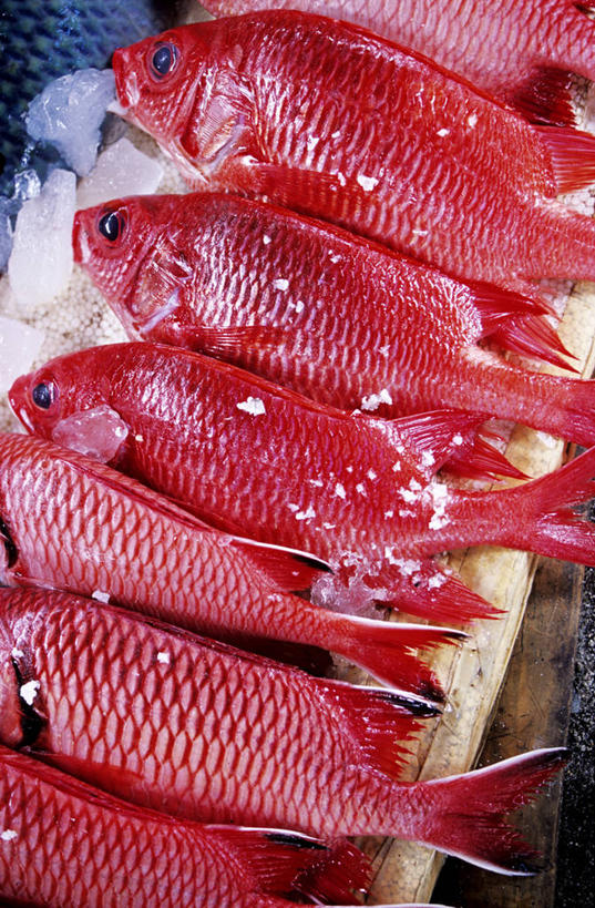 无人,竖图,俯视,室外,白天,购物,消费,一排,一群,许多,阴影,朦胧,模糊,整齐,反射,鱼,影子,冰,冰块,集市,市场,很多,冷冻,鱼类,海洋生物,排列,红色,寒冷,金融,冷藏,冰冷,队列,水生动物,水生物,选购,贸易,海底动物,观赏鱼,保鲜,金鳞鱼,半身,彩图,高角度拍摄,鱼市