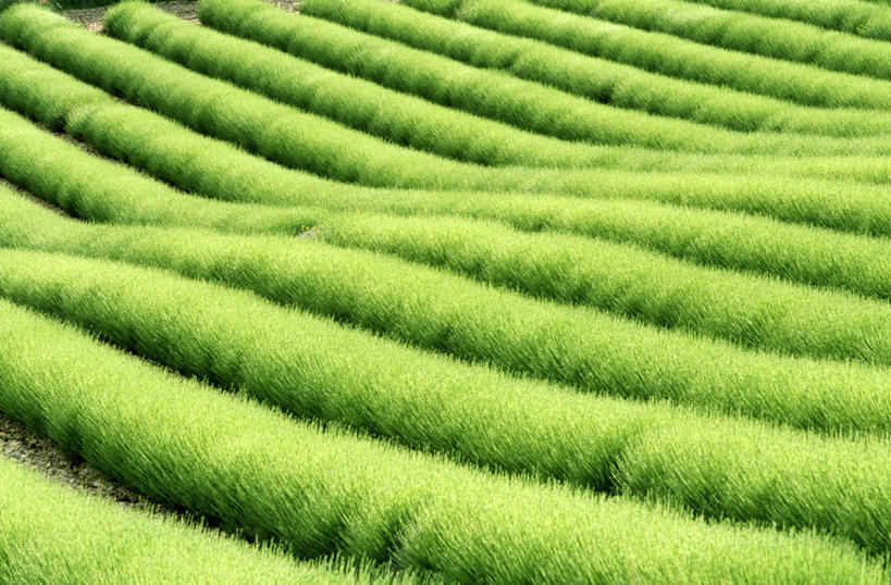 无人,横图,俯视,室外,白天,爱情,旅游,度假,花海,花圃,美景,植物,叶子,法国,欧洲,盛开,景观,绿叶,浪漫,花蕾,娱乐,花,花瓣,花朵,花卉,鲜花,绿色,自然,香草,花丛,花束,花田,花苞,花蕊,薰衣草,享受,休闲,嫩叶,景色,放松,西欧,法兰西,自然风光,呼吸,法兰西共和国,灵香草,黄香草,法兰西第五共和国,奇迹,叶,叶片,彩图,高角度拍摄,德龙省,罗讷.阿尔卑斯,罗讷.阿尔卑斯大区