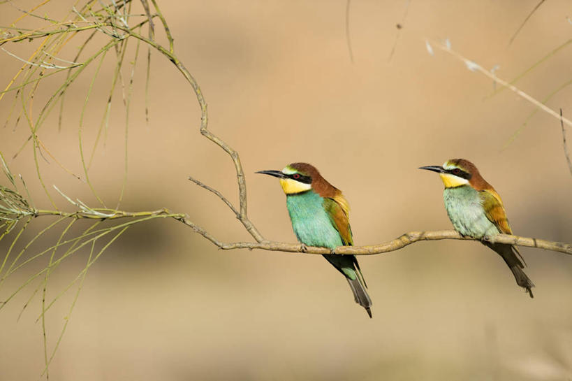 无人,站,横图,室外,白天,正面,美景,植物,蜂鸟,鸟,叶子,西班牙,欧洲,朦胧,模糊,鸟类,景观,绿叶,枝条,扭头,注视,树,树木,树枝,绿色,自然,观察,看,站着,转头,两只,嫩叶,景色,生长,成长,观看,察看,关注,南欧,自然风光,埃斯特雷马杜拉,西班牙王国,蜂虎,虬枝,枝杈,黄喉蜂虎,叶,叶片,站立,彩图,全身