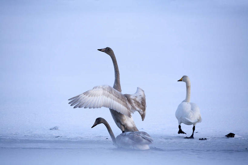 无人,站,横图,室外,白天,侧面,旅游,度假,美景,雪,雾,大雪,鸟,野生动物,天鹅,挪威,欧洲,三只,飞翔,伸展,张开,展翅,朦胧,模糊,飞行,翅膀,鸟类,积雪,景观,雪景,冬季,冬天,翱翔,娱乐,飞,蓝色,蓝天,天空,自然,动物,天,站着,享受,休闲,景色,放松,寒冷,可爱,晴朗,迷雾,斯堪的纳维亚,自然风光,北欧,斯堪的那维亚,斯堪的那维亚半岛,斯堪的纳维亚半岛,张开翅膀,万里无云,严寒,大天鹅,黄嘴天鹅,咳声天鹅,挪威王国,罗弗敦群岛,展开翅膀,诺尔兰,诺尔兰郡,大雾,晴空,晴空万里,鹄,白天鹅,站立,彩图,全身