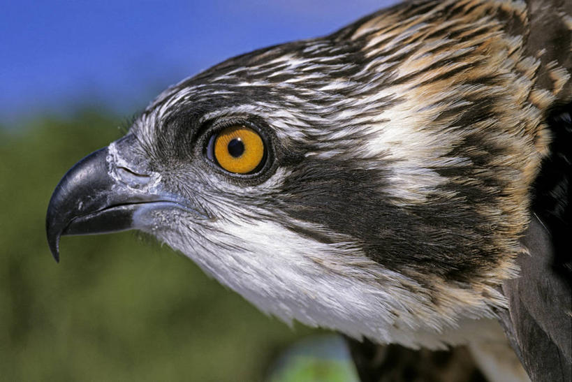 头,无人,横图,室外,特写,白天,侧面,草地,草坪,美景,植物,鸟,法国,欧洲,阴影,朦胧,模糊,光线,鸬鹚,鸟类,影子,景观,注视,捕鱼,草,一只,蓝色,绿色,蓝天,天空,阳光,自然,天,观察,看,景色,晴朗,观看,察看,西欧,关注,法兰西,自然风光,鱼鹰,水老鸦,万里无云,法兰西共和国,卢瓦尔河地区,法兰西第五共和国,卢瓦尔,卢瓦尔大区,卢瓦尔河大区,曼恩.卢瓦尔省,头部,晴空,晴空万里,半身,彩图