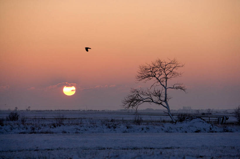 无人,横图,室外,白天,正面,旅游,度假,美景,日落,雪,植物,大雪,鸟,法国,欧洲,飞翔,伸展,张开,展翅,飞行,翅膀,鸟类,积雪,景观,晚霞,霞光,雪景,冬季,冬天,落日,翱翔,娱乐,飞,树,树木,一只,绿色,自然,黄昏,享受,休闲,景色,彩霞,放松,寒冷,生长,成长,沼泽,西欧,法兰西,自然风光,张开翅膀,法兰西共和国,卢瓦尔河地区,法兰西第五共和国,严寒,夕照,薄暮,展开翅膀,卢瓦尔,卢瓦尔大区,卢瓦尔河大区,旺代省,夕阳,彩图,全身,傍晚,斜阳