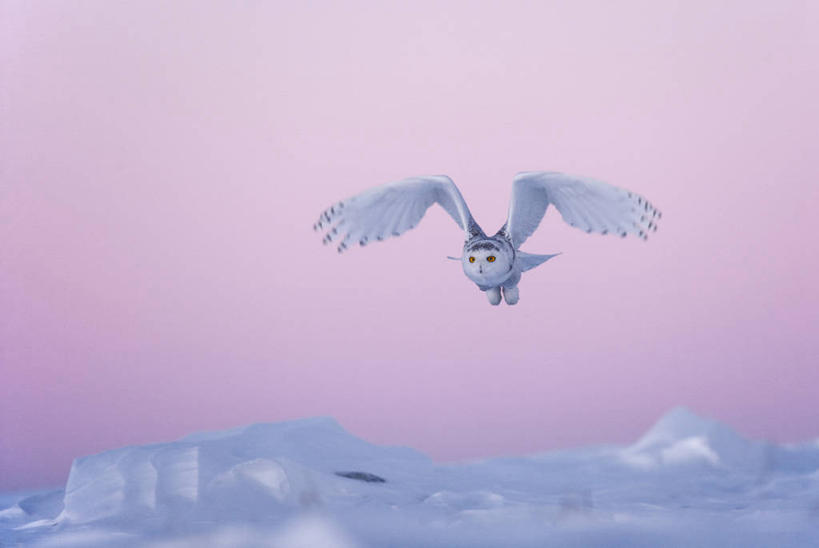 无人,横图,室外,白天,正面,旅游,度假,美景,日落,雪,大雪,鸟,野生动物,加拿大,飞翔,伸展,张开,展翅,飞行,翅膀,鸟类,积雪,景观,晚霞,霞光,雪景,冬季,冬天,落日,翱翔,娱乐,飞,一只,自然,黄昏,动物,享受,休闲,景色,彩霞,放松,寒冷,北美,北美洲,自然风光,美洲,凶猛,张开翅膀,雪鸮,雪枭,北亚美利加洲,亚美利加洲,严寒,白鸮,白夜猫子,雪猫头鹰,魁北克省,夕照,薄暮,展开翅膀,怪鸱,鸺鸱,残暴,凶残,夕阳,鸮,枭,彩图,全身,傍晚,古壁省,魁省,鸱鸮,鸮角鸱,斜阳