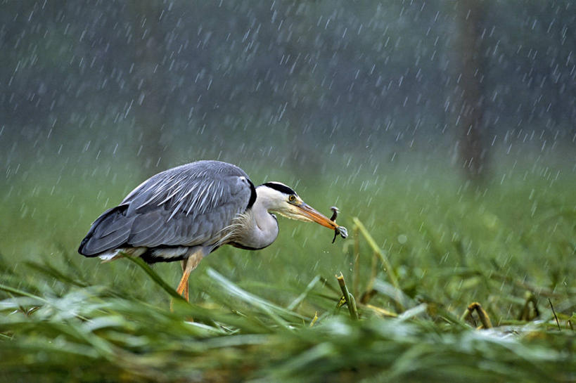 无人,站,横图,室外,白天,侧面,草地,草坪,美景,雨,植物,鸟,叶子,法国,欧洲,朦胧,模糊,苍鹭,鸟类,景观,绿叶,注视,草,树,树木,一只,绿色,自然,观察,看,站着,嫩叶,景色,生长,成长,观看,细雨,察看,西欧,关注,法兰西,自然风光,法兰西共和国,卢瓦尔河地区,法兰西第五共和国,灰鹳,卢瓦尔,卢瓦尔大区,卢瓦尔河大区,曼恩.卢瓦尔省,叶,叶片,小雨,站立,彩图,全身