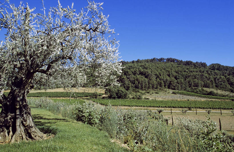 无人,横图,室外,白天,正面,旅游,度假,草地,草坪,美景,森林,树林,植物,法国,欧洲,阴影,光线,影子,景观,娱乐,草,树,树木,蓝色,绿色,蓝天,天空,阳光,自然,天,享受,休闲,景色,放松,生长,晴朗,成长,西欧,沃克吕兹省,法兰西,自然风光,万里无云,法兰西共和国,法兰西第五共和国,橄榄树,齐墩果,油橄榄,普罗旺斯.阿尔卑斯.蓝色海岸,普罗旺斯.阿尔卑斯.蓝色海岸大区,晴空,晴空万里,彩图,吕贝隆山区