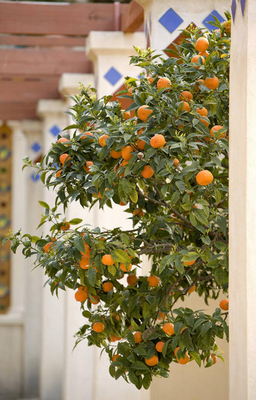 无人,竖图,室外,白天,正面,度假,美景,植物,城市风光,城市,柑橘,水果,叶子,法国,欧洲,新鲜,景观,生食,食品,果实,果树,绿叶,娱乐,树,树木,食物,绿色,自然,享受,休闲,嫩叶,景色,放松,有机食品,绿色食品,生长,成长,西欧,法兰西,滨海阿尔卑斯,法兰西共和国,法兰西第五共和国,普罗旺斯.阿尔卑斯.蓝色海岸,普罗旺斯.阿尔卑斯.蓝色海岸大区,滨海阿尔卑斯省,柑桔,叶,叶片,橘子,桔子,彩图,大红蜜橘,大红袍,红橘,黄橘,宽皮橘,芒通,桔子树