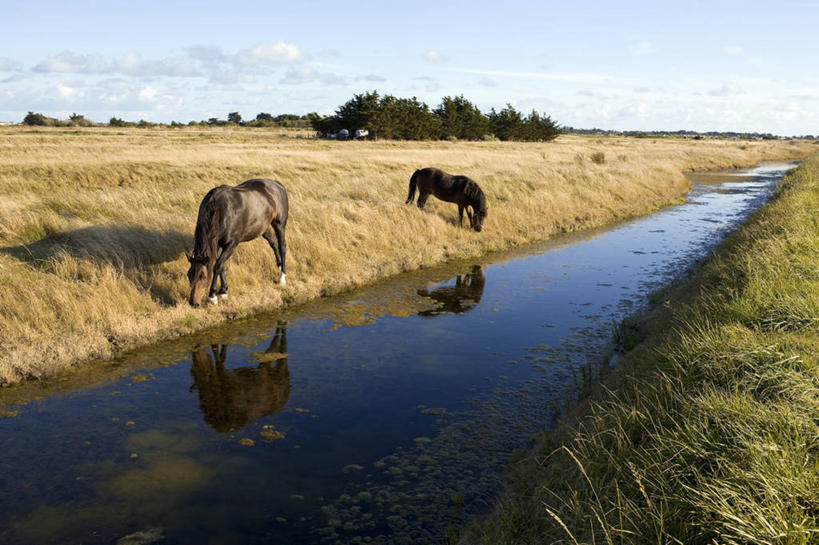 无人,站,横图,室外,白天,正面,旅游,度假,草地,草坪,河流,美景,水,植物,马,野生动物,法国,欧洲,阴影,波纹,光线,影子,河水,景观,水流,云,云朵,涟漪,云彩,娱乐,草,树,树木,蓝色,绿色,白云,倒影,蓝天,水纹,天空,阳光,自然,动物,波浪,天,站着,享受,休闲,景色,放松,运输,牲畜,生长,晴朗,成长,沼泽,倒映,两匹,西欧,法兰西,自然风光,法兰西共和国,卢瓦尔河地区,水晕,法兰西第五共和国,反照,卢瓦尔,卢瓦尔大区,卢瓦尔河大区,旺代省,晴空,站立,彩图,全身