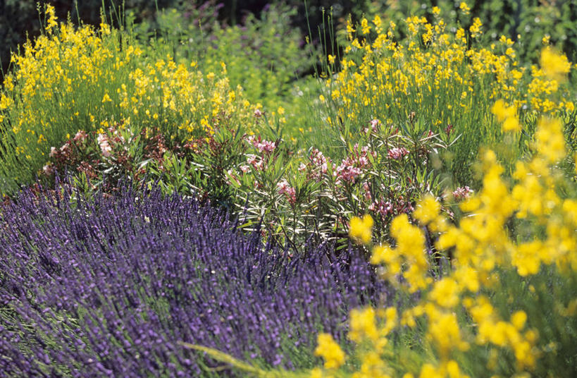 无人,横图,俯视,室外,白天,爱情,花海,花圃,美景,植物,叶子,法国,欧洲,阴影,朦胧,模糊,盛开,光线,影子,景观,浪漫,花蕾,花,花瓣,花朵,花卉,鲜花,黄色,绿色,紫色,阳光,自然,香草,花丛,花束,花田,花苞,花蕊,薰衣草,景色,夹竹桃,西欧,普罗旺斯,法兰西,自然风光,呼吸,柳叶桃,半年红,法兰西共和国,灵香草,黄香草,法兰西第五共和国,奇迹,普罗旺斯省,彩图,高角度拍摄