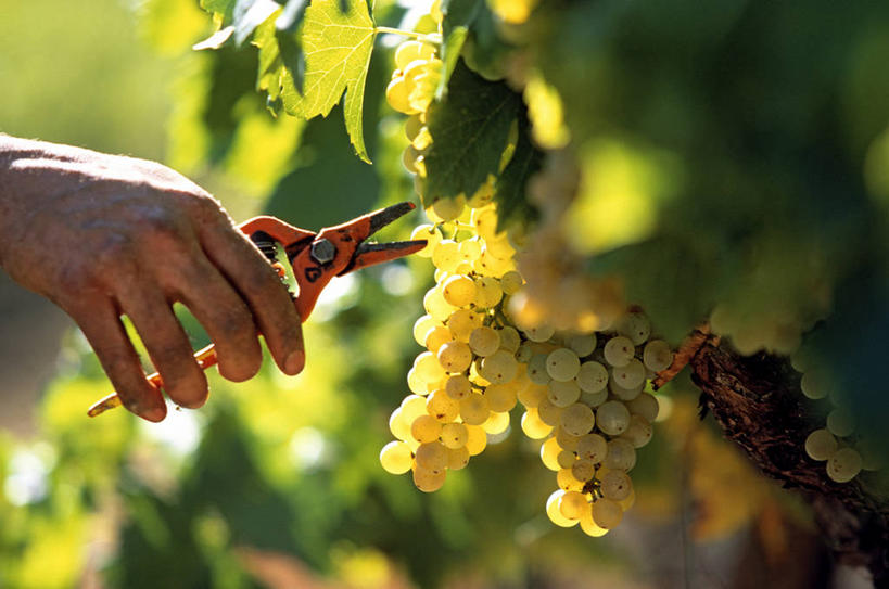 西方人,手,一个人,果园,横图,室外,特写,白天,正面,田园,葡萄,水果,欧洲,欧洲人,仅一个年轻女性,仅一个女性,仅一个人,一把,吊挂,握,修剪,悬挂,阴影,朦胧,模糊,新鲜,光线,工具,剪刀,影子,园艺工具,园艺,生食,食品,果实,挂,拿,拿着,葡萄园,食物,阳光,庄园,手部,握着,有机食品,绿色食品,单手,裁剪,剪子,剪裁,切割,篱笆剪,整篱剪,年轻女性,女人,女性,白种人,山葫芦,蒲桃,草龙珠,半身,彩图,大平剪,绿篱剪