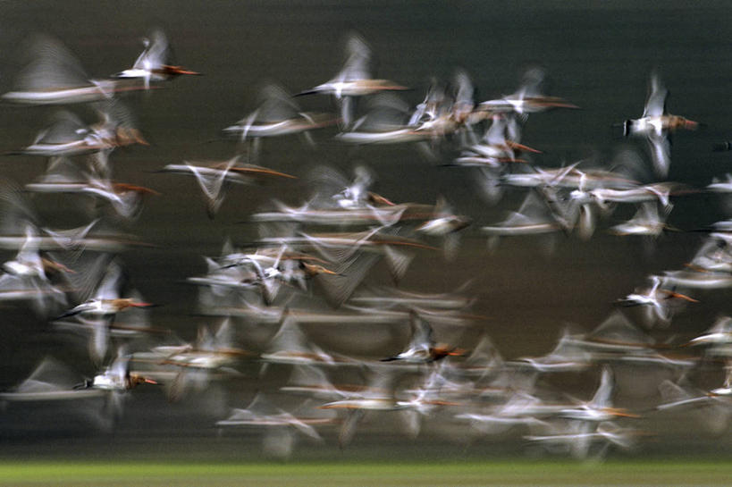 无人,横图,室外,白天,侧面,草地,草坪,美景,植物,鸟,法国,欧洲,一群,许多,飞翔,伸展,张开,展翅,阴影,朦胧,模糊,飞行,光线,翅膀,鸟类,影子,景观,很多,翱翔,飞,草,树,树木,绿色,阳光,自然,景色,生长,成长,西欧,法兰西,自然风光,张开翅膀,法兰西共和国,卢瓦尔河地区,法兰西第五共和国,黑尾塍鹬,鹬,展开翅膀,卢瓦尔,卢瓦尔大区,卢瓦尔河大区,塍鹬,曼恩.卢瓦尔省,半身,彩图