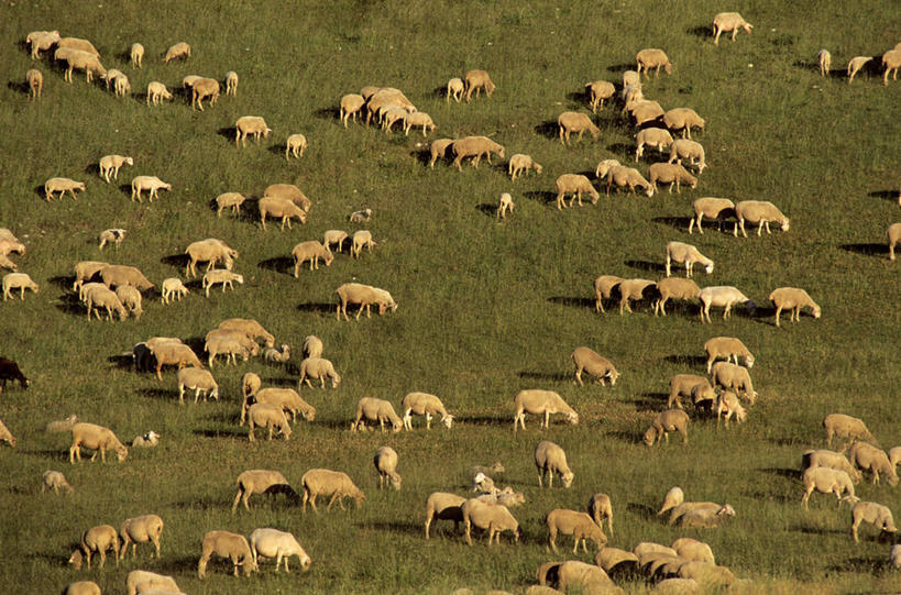无人,农场,站,横图,俯视,室外,白天,旅游,度假,畜牧业,牧场,草地,草坪,美景,植物,羊,法国,欧洲,阿尔卑斯山,一群,许多,阴影,光线,影子,景观,很多,娱乐,草,绿色,阳光,自然,动物,站着,享受,休闲,家畜,景色,放松,牲畜,西欧,沃克吕兹省,法兰西,自然风光,阿尔卑斯山脉,畜牧,法兰西共和国,冯杜山,牧业,法兰西第五共和国,普罗旺斯.阿尔卑斯.蓝色海岸,绵羊,站立,半身,彩图,高角度拍摄