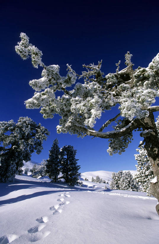 无人,竖图,室外,白天,正面,旅游,度假,美景,树林,雪,植物,大雪,法国,欧洲,阴影,光线,影子,积雪,景观,雪景,冬季,冬天,娱乐,树,树木,蓝色,绿色,蓝天,天空,阳光,自然,天,享受,休闲,景色,放松,寒冷,生长,晴朗,成长,西欧,法兰西,自然风光,万里无云,法兰西共和国,阿基坦,法兰西第五共和国,严寒,亚魁当,阿基坦大区,晴空,晴空万里,彩图,比利牛斯.大西洋省,阿雷特