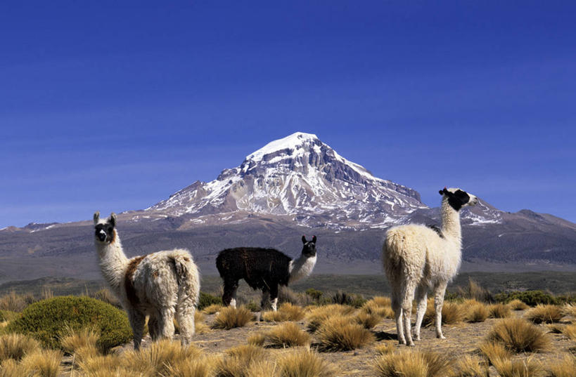 无人,公园,站,横图,室外,白天,侧面,旅游,度假,美景,山,雪,雪山,植物,大雪,野生动物,玻利维亚,三只,阴影,枯萎,光线,影子,冰,积雪,景观,山峰,雪景,云,云朵,冬季,冬天,枯草,山峦,云彩,注视,娱乐,骆驼,草,黄色,蓝色,白云,蓝天,天空,阳光,自然,动物,天,观察,看,站着,享受,休闲,景色,南美,放松,寒冷,可爱,活泼,晴朗,观看,察看,冰冷,南美洲,国家公园,拉丁美洲,关注,自然风光,羊驼,美洲,沙漠之舟,亚美利加洲,严寒,南亚美利加洲,冰凉,酷寒,凛冽,凛凛,极冷,驼羊,玻利维亚多民族国,美洲驼,奥鲁罗,晴空,站立,彩图,全身,奥鲁罗省,萨哈马国家公园
