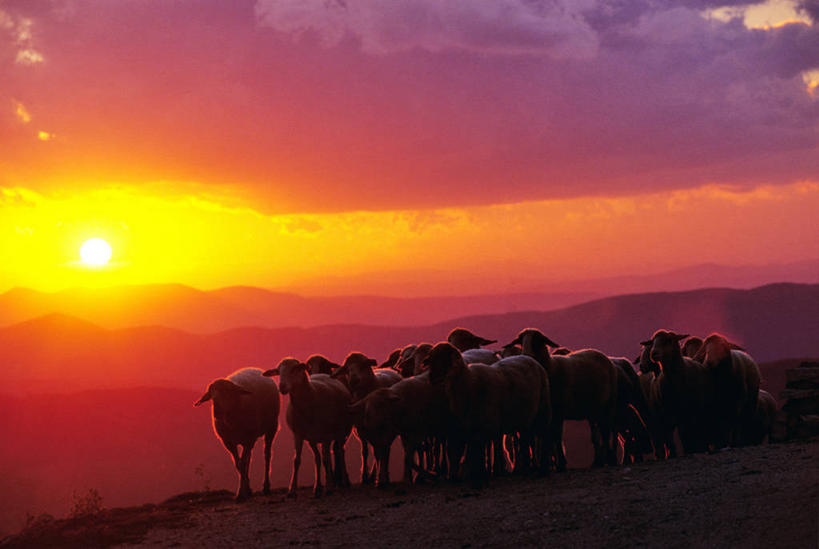 无人,站,横图,室外,白天,正面,旅游,度假,美景,日落,山,山脉,羊,意大利,欧洲,一群,许多,景观,山峰,晚霞,霞光,落日,山峦,很多,背光,娱乐,自然,黄昏,动物,群山,站着,享受,休闲,家畜,景色,彩霞,放松,牲畜,南欧,自然风光,逆光,意大利共和国,首府,夕照,翁布里亚,翁布里亚大区,薄暮,佩鲁贾,夕阳,绵羊,站立,半身,彩图,傍晚,斯波莱托,斜阳