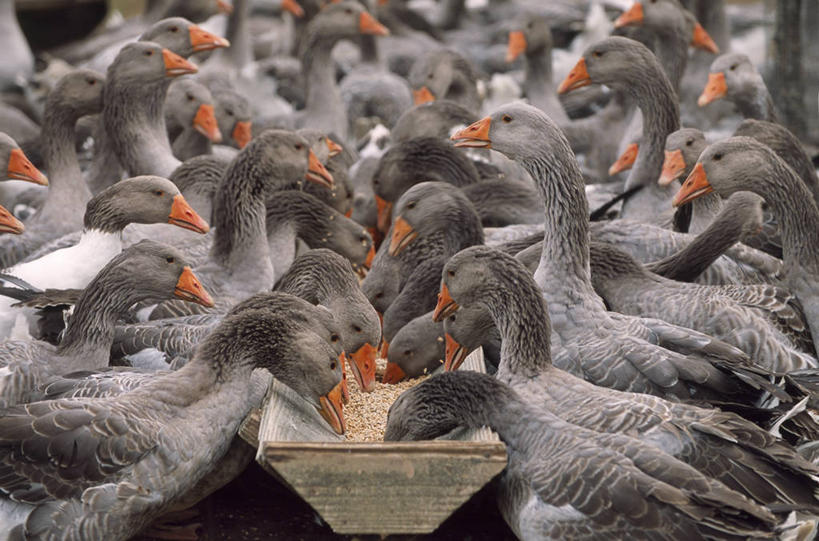 无人,站,吃,横图,室外,白天,侧面,美景,鹅,鸟,法国,欧洲,阴影,朦胧,模糊,光线,鸟类,水鸟,影子,景观,注视,阳光,自然,低头,观察,看,站着,景色,观看,察看,西欧,关注,法兰西,饲料,自然风光,法兰西共和国,阿基坦,法兰西第五共和国,垂头,多尔多涅省,亚魁当,阿基坦大区,多尔多涅,韦泽尔峡谷,嚼,食,站立,半身,彩图