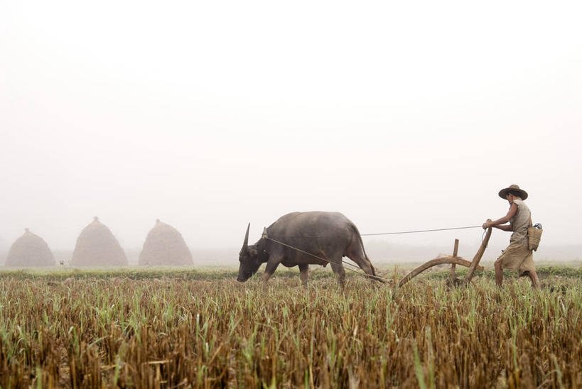 东方人,一个人,农民,农田,坐,横图,室外,白天,侧面,庄稼,农作物,草地,草坪,树林,植物,牛,帽子,亚洲,仅一个男性,仅一个人,一头,握,阴影,服装,光线,草帽,影子,耕田,注视,休闲装,黄种人,草,树,树木,仅一个年轻男性,衣服,蓝色,绿色,蓝天,天空,阳光,自然,动物,天,观察,看,休闲,休闲服,家畜,握着,服饰,牲畜,生长,晴朗,成长,观看,察看,关注,种田,农具,犁,万里无云,一顶,耕具,男人,男性,年轻男性,亚洲人,晴空,晴空万里,水牛,佃农,农场主,农夫,农工,乡下人,小农,庄稼人,坐着,彩图,全身,耕地,庄稼田