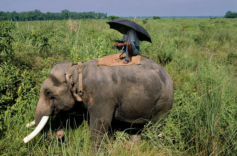 东方人,一个人,公园,坐,横图,室外,白天,侧面,旅游,度假,草地,草坪,美景,树林,植物,哺乳动物,大象,野生动物,尼泊尔,亚洲,仅一个男性,仅一个人,仅一个中年男性,一把,一头,撑,阴影,服装,光线,伞,影子,雨伞,遮阳伞,景观,首都,黄种人,娱乐,阳伞,草,树,树木,衣服,蓝色,绿色,蓝天,天空,阳光,自然,动物,天,享受,休闲,景色,放松,服饰,生长,晴朗,成长,撑着,太阳伞,国家公园,衣着,穿着,自然风光,南亚,加德满都,万里无云,尼泊尔王国,加都,奇旺国家公园,衣饰,德满都,男人,男性,中年男性,亚洲人,晴空,晴空万里,象,坐着,彩图,全身,皇家奇特旺国家公园,奇特旺国家公园