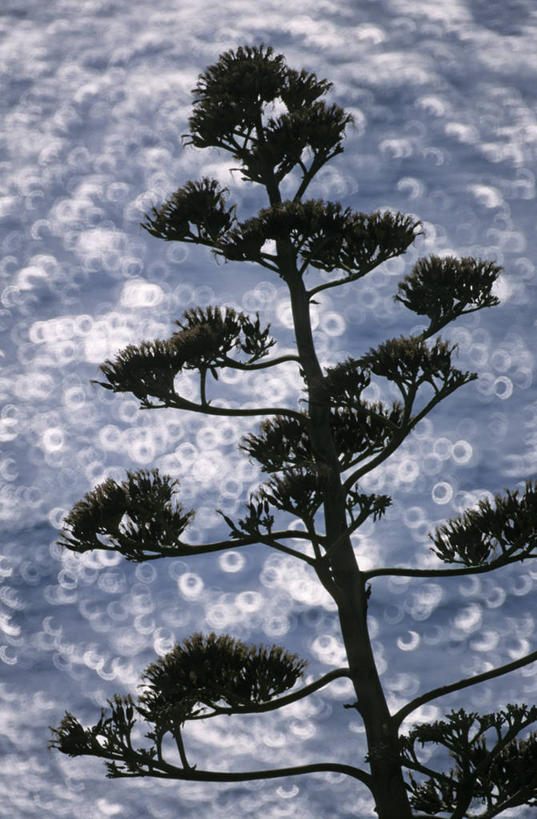 无人,竖图,室外,特写,白天,正面,河流,美景,水,松树,法国,欧洲,阴影,朦胧,模糊,光线,影子,河水,景观,水流,枝条,树枝,阳光,自然,景色,西欧,法兰西,自然风光,坚定,瓦尔省,法兰西共和国,法兰西第五共和国,长寿,贞洁,虬枝,枝杈,普罗旺斯.阿尔卑斯.蓝色海岸,普罗旺斯.阿尔卑斯.蓝色海岸大区,瓦尔,彩图