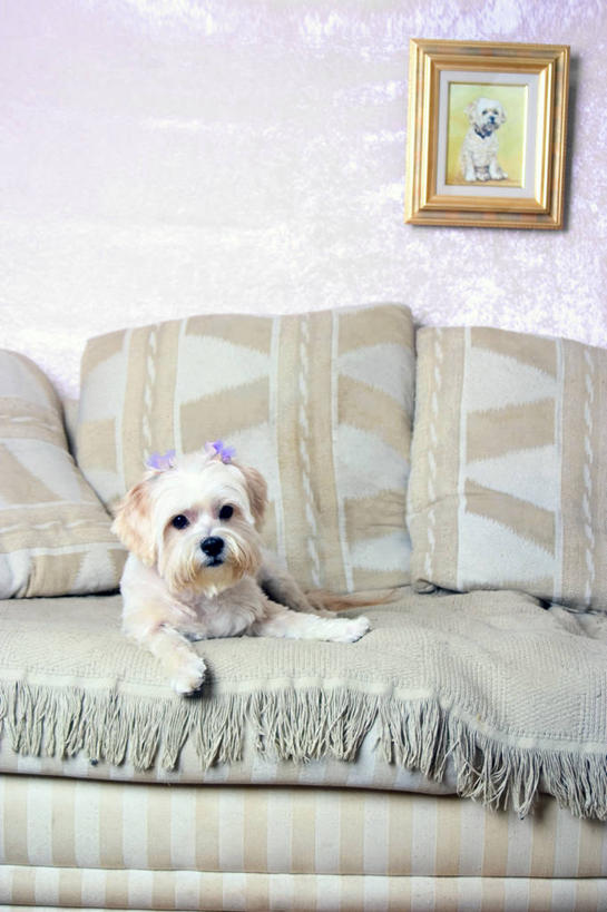 无人,竖图,照片,室内,白天,正面,壁纸,靠垫,沙发,宠物,狗,吊挂,悬挂,阴影,光线,影子,墙,靠枕,挂,注视,墙壁,墙面,一只,动物,抱枕,枕头,观察,看,趴着,可爱,摄影,玛尔济斯犬,观看,察看,关注,布艺沙发,忠诚,马尔济斯犬,马尔济斯狗,马尔他犬,马耳他岛猎犬,玛尔济斯狗,墙纸,相片,犬,趴,彩图,全身,拍摄,照相