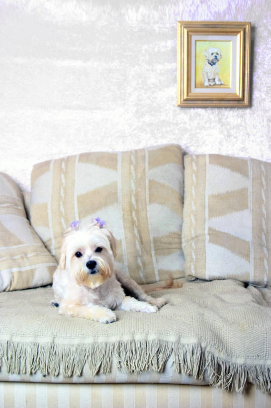 无人,竖图,照片,室内,白天,正面,壁纸,靠垫,沙发,宠物,狗,吊挂,悬挂,阴影,光线,影子,墙,靠枕,挂,注视,墙壁,墙面,一只,动物,抱枕,枕头,观察,看,趴着,可爱,摄影,玛尔济斯犬,观看,察看,关注,布艺沙发,忠诚,马尔济斯犬,马尔济斯狗,马尔他犬,马耳他岛猎犬,玛尔济斯狗,墙纸,相片,犬,趴,彩图,全身,拍摄,照相