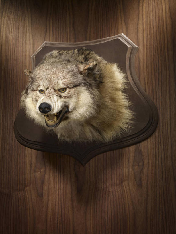 脸,头,脸颊,无人,竖图,室内,特写,白天,正面,成功,胜利,狼,野生动物,静物,阴影,光线,影子,一只,动物,光彩,荣誉,凶猛,奖品,荣耀,残暴,光荣,凶残,头部,脸部,脸蛋,面部,灰狼,半身,彩图,奖杯,犬科动物