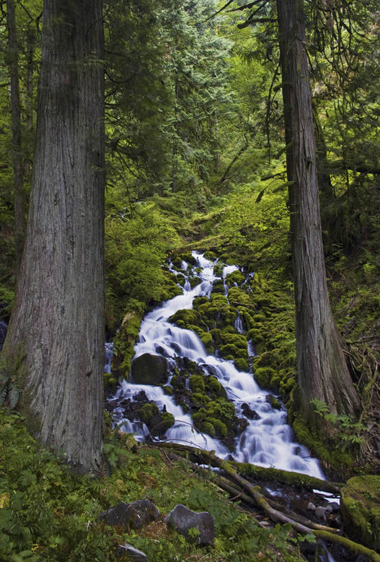 无人,横图,室外,白天,仰视,旅游,度假,草地,草坪,河流,石头,美景,水,植物,美国,阴影,波纹,光线,石子,影子,高地,河水,景观,水流,涟漪,娱乐,草,树,树木,绿色,倒影,水纹,阳光,自然,波浪,享受,休闲,景色,放松,生长,成长,倒映,北美,北美洲,自然风光,美洲,河谷,俄勒冈州,哥伦比亚河谷,俄勒冈,水晕,北亚美利加洲,亚美利加洲,落日之州,水獭之州,海狸州,哥伦比亚谷,哥伦比亚山谷,反照,石块,岩石,彩图,低角度拍摄