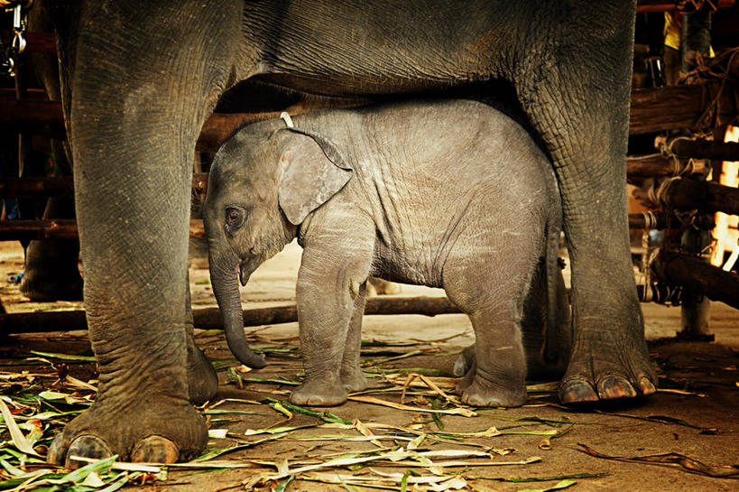 无人,站,横图,室外,白天,侧面,野生动物,泰国,稻草,动物,两只,摄影,保护,部分,隐藏,亚洲象,遮蔽,昌岛,象,彩图