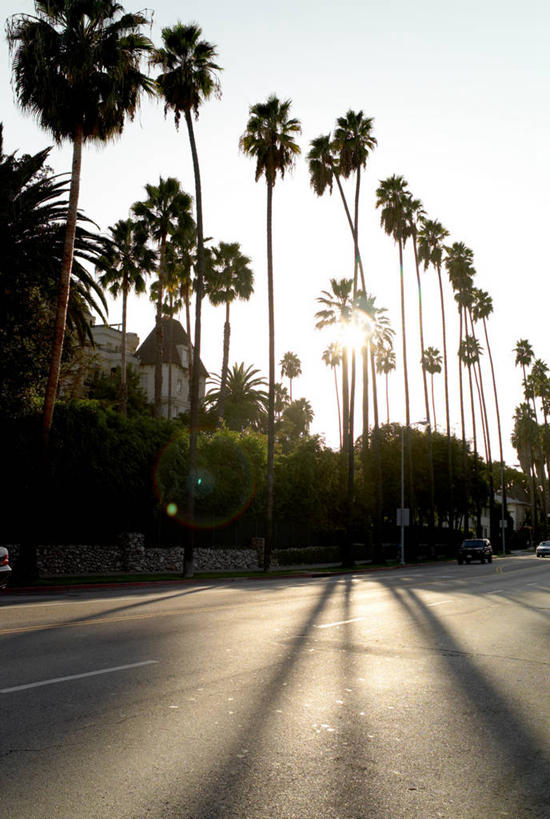 无人,竖图,室外,白天,太阳,棕榈树,日光,美国,一排,阴影,整齐,排列,风景,摄影,宁静,北美,北美洲,队列,加利福尼亚,美洲,剪影,加州,洛杉矶,加利福尼亚州,金州,黄金州,北亚美利加洲,亚美利加洲,天使之城,彩图,县治,洛杉矶县,美利坚合众国,洛城