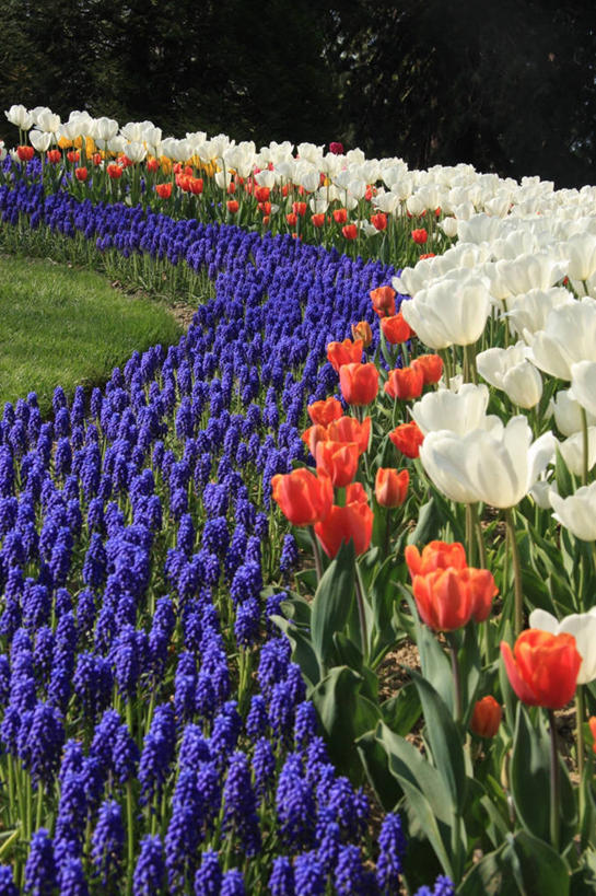 无人,植物园,竖图,室外,美景,郁金香,瑞士,许多,丰富,盛开,花坛,景观,很多,花蕾,花,花瓣,花朵,鲜花,自然,春天,花苞,花蕊,景色,摄影,生长,清新,自然风光,式样,沃州,彩图